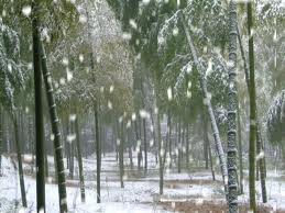 겨울 대나무.jpg