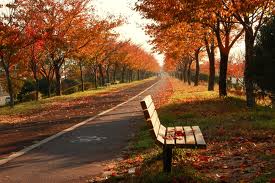 가을 낙엽과 의자.jpg