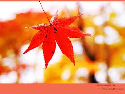 낙엽(2).jpg